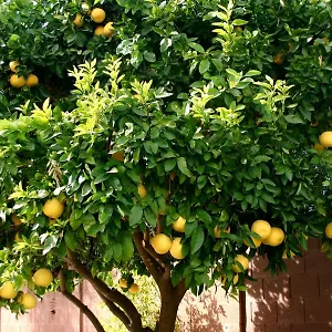 Lemon Tree Donji Seget